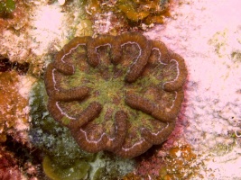 34 Ridged Cactus Coral IMG 3469